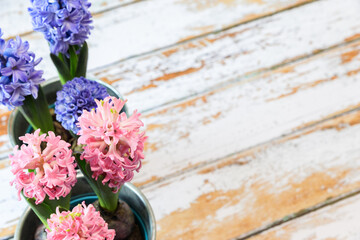 blooming blue and pink hyacinth bulbs in a pretty metal pot