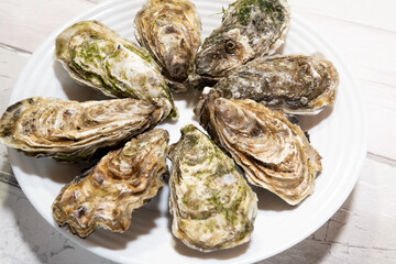 beautiful fresh hollow oysters from Brittany or Normandy in France