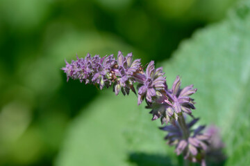Turkish sage