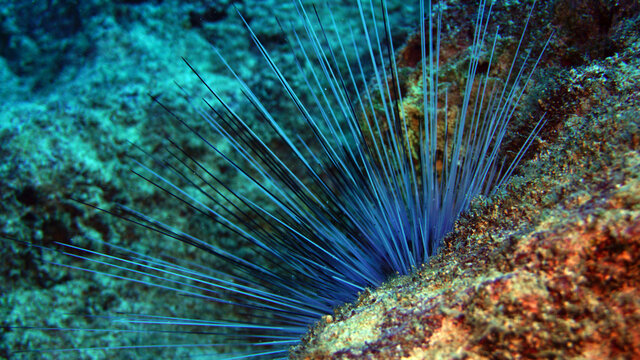 Diadema setosum species of long-spined mildly venomous sea urchin, Mediterranean Sea