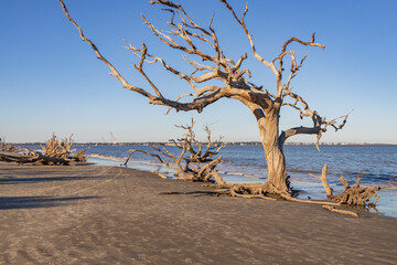 Fototapeta na wymiar Bare tree and driftwood on the beach