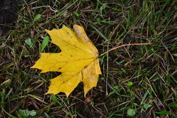 autumnal colored maple leaf on grass
