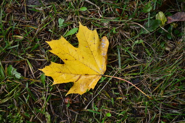 Naklejka na ściany i meble autumnal colored maple leaf on grass