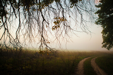 Foggy morning in the forest