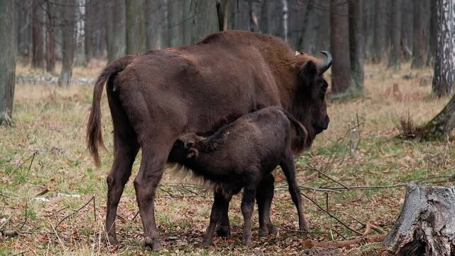 Bison in autumn forest, small bison drinks milk of bison mother, feed in their natural habitat. Prioksko-Terrasny Nature Reserve, Poland in Europe. Wildlife scene from nature.