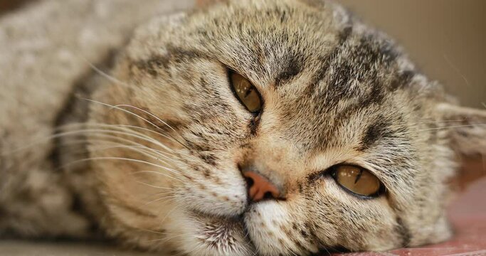 Close up portrait of a tabby british cat looking around. Home British, thoroughbred cat monitors at the object. Big green eyes, head, nose, ears, mustache animal. Close up. Funny pets. 4k