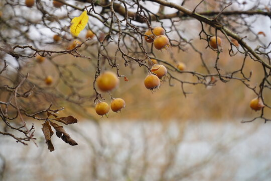Healthy and edible medlar fruits (mespilus germanica, family rosaceae) on o medlar tree in december. Medlar fruit is available in winter and in being eaten when bletted. Garbsen Berenbostel, Germany