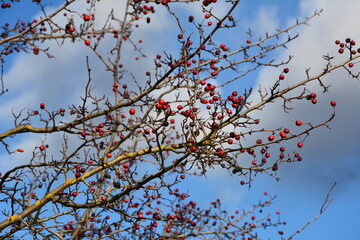 hawthorn berries in the autumn garden