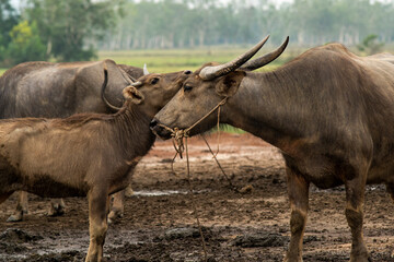 Naklejka na ściany i meble Buffalo family in a buffalo farm in Asia, concept of animal family relationship
