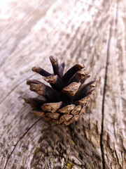  Pine  cone on rustic wood background. Selective focus.