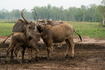 Buffalo family in a buffalo farm in Asia, concept of animal family relationship