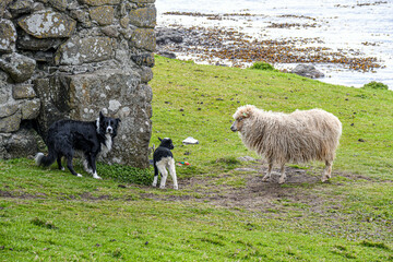 Ein Border Collie, ein Schaf und ein Lamm auf den Färöer Inseln