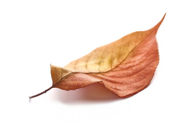 Naklejka premium Colorful leaf isolated on white background, side view