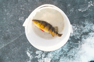 Ice fishing yellow perch straight out of water, fresh fish