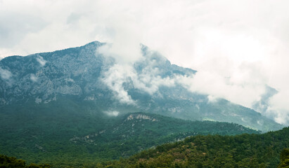 Mountains covered with green trees on a background of cloudy sky with thick fog