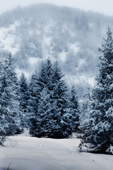 snow covered trees in the mountains