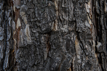 exture of tree bark, aged wood, chips, cracks, moss, photophone for screensaver and print