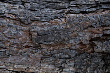 exture of tree bark, aged wood, chips, cracks, moss, photophone for screensaver and print