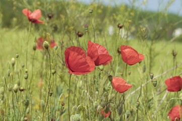 Wild red poppies at the edge of wheat field at spring time in Ukraine