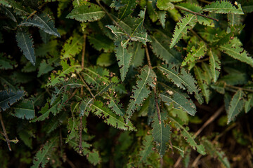 Green wall of leaves, landscaping greenery, living wall bush print
