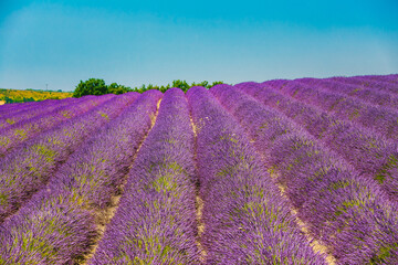 Fototapeta na wymiar Scenic View of Blooming Bright Purple Lavender Flowers Field in Provence, France. Agricultural Landscape