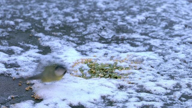 Great Tit takes quickly grains on snowly table (Parus Major) - (4K)