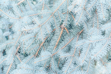 Close-up of a branch of blue spruce