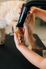 Vertical close-up shot of female groomer drying hair on foot with hair dryer of curly Labradoodle dog after bath in grooming salon. Woman pet hairdresser giving professional care in veterinary clinic