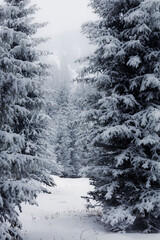 snow covered trees in winter