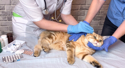 Vet processing cat ear with cotton pad. Doctor assistant veterinarian holding a pet on hands at vet...