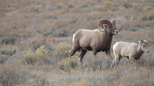 Big Horn Sheep Ram pushing other to move along with the herd in the Wyoming wilderness.
