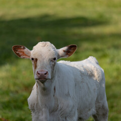 white cow baby in green meadow in Latvia looking at camera. Cute animal portrait