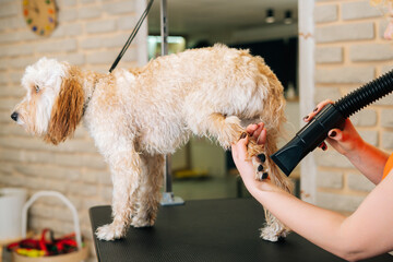 Close-up of unrecognizable female groomer drying hair with hair dryer of curly Labradoodle dog...