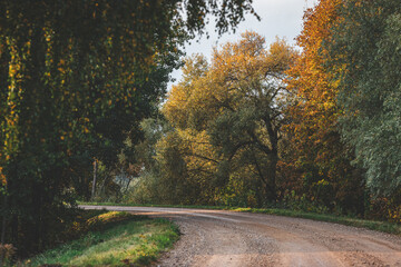 Gravel road in the autumn forest. The road is strewn with yellow leaves. Nature in the fall. Warm autumn day