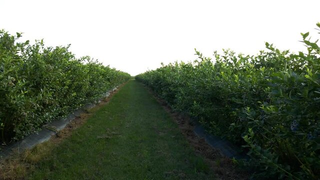 Aerial drone view Blueberry bush field, organic ripe. Blue berry hanging on a branch,