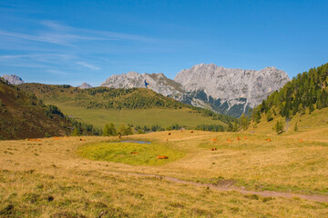 The Laghi di Festons alpine meadow on Sella Festons near Sauris di Sopra, Udine Province, Friuli-Venezia Giulia, north east Italy. Used as a summer pasture for dairy cows. The peak of Monte Morgenleit