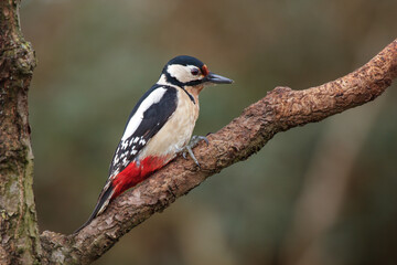 woodpecker on tree