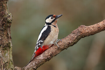 spotted woodpecker on tree