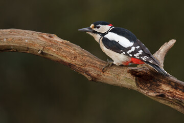 Fototapeta premium woodpecker on branch