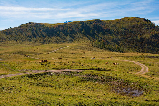The Laghi di Festons alpine meadow on Sella Festons near Sauris di Sopra, Udine Province, Friuli-Venezia Giulia, north east Italy. Used as a summer pasture for dairy cows. The peak of Monte Morgenleit