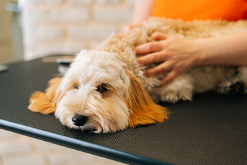 Close-up face of cute curly Labradoodle dog lying at table before brushing and shearing in grooming salon, looking at camera. Unrecognizable female groomer holding obedient pet, selective focus.