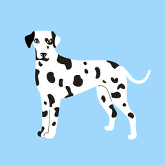 Cute white spotted Dalmatian dog isolated on blue background. Vector illustration of cartoon character flat