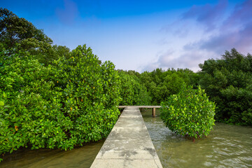 Fototapeta na wymiar Concrete walkway in mangrove forest on tropical Koh Chang island