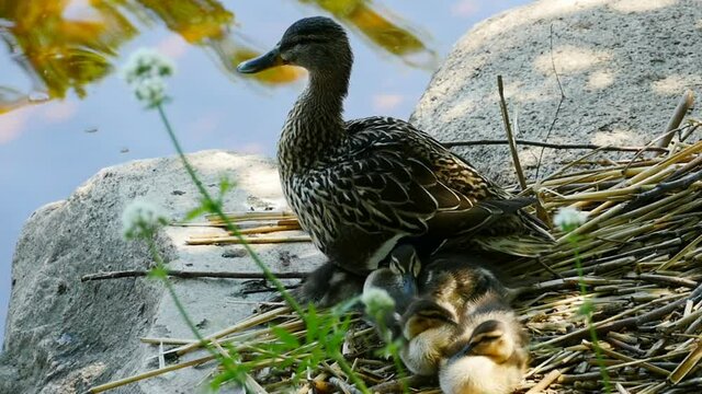 mallard ducks with chicks in the nest close-up