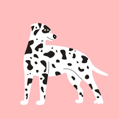 Cute white spotted Dalmatian dog isolated on pink background. Vector illustration of cartoon character flat