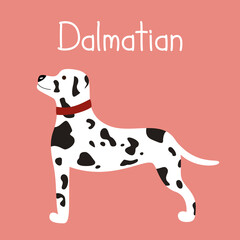 Cute white spotted Dalmatian dog isolated on pink background. Vector illustration of cartoon character flat