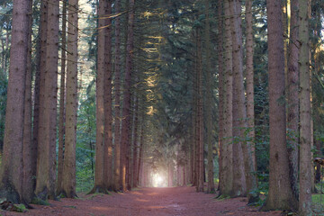 Obraz premium pine forest