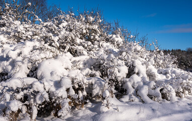 Snow covered branches. Backlight. Winter forest background. Shrubs bushes under the snow. White fresh snow covers the ground and trees. Sparkling snowflakes under sun. Blue sky and sunshine.