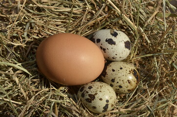 Naklejka na ściany i meble Eggs of different birds in rustic in nest