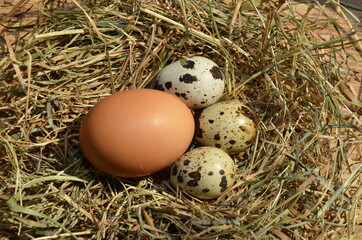 Obraz premium Eggs of different birds in rustic in nest